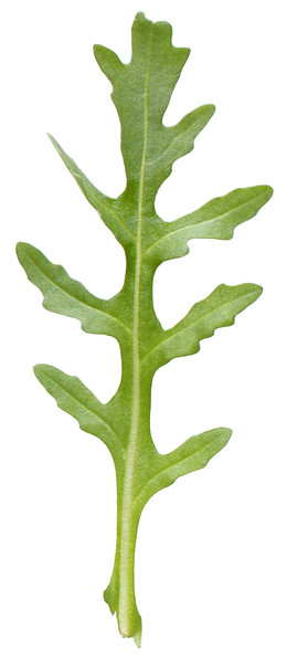 Kh Rucola 250g BW