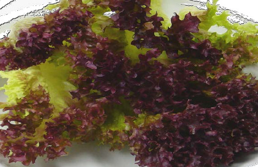 Lollo Rosso in Blätter 500g